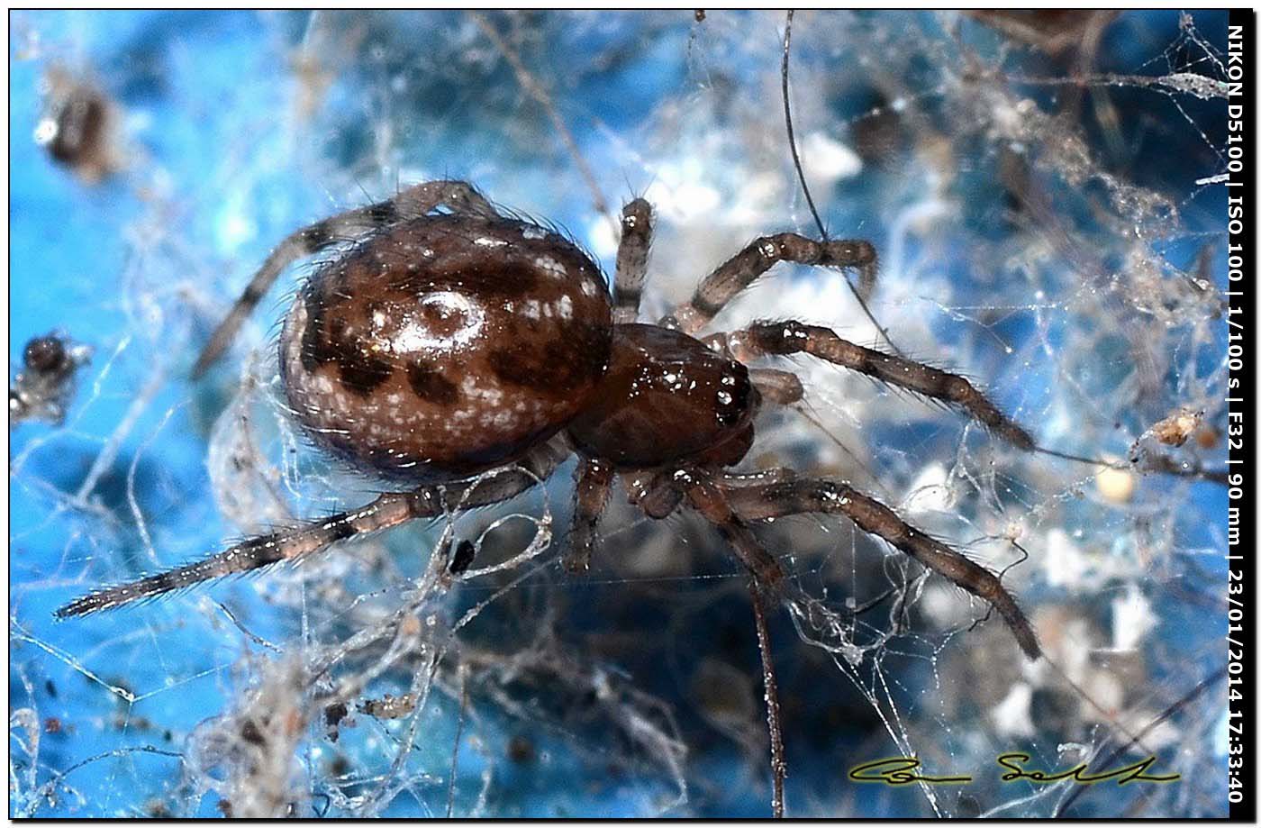 Enoplognatha cf. mandibularis; Oecobius maculatus - Alghero